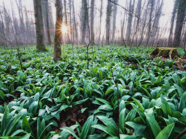 Field of wild garlic plants in a woodlands for foraging